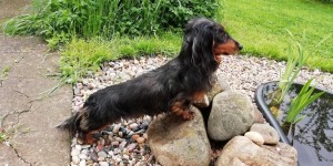 Capík - Barnabášek pozoruje rybičky.