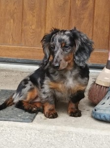 Dianka (Ria) byla u nás v létě na hlídání. Je to šikula, moc hodná. Ale taky to zkouší, co kdyby ten její kukuč zabral, aby třeba mohla na gauč!