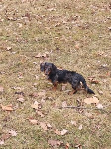 Dráček (Spotík) pěkně roste a hezky se osrsťuje, začal se zajímat o fenečky a občas se mu nechce domů. Jasně svým kukučem ukazuje, proč, už domů? Když mě se zalíbila támhleta psí holka!