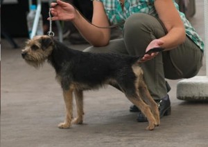 Wanda Lovec z Dračína