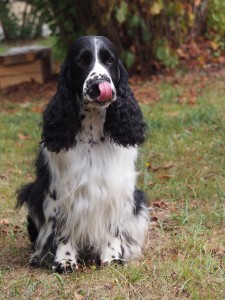 Jsem Český veterán šampion a za dobrotu udělám všechno!