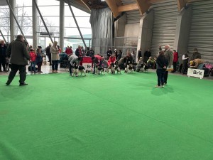 Zayne na výstavě - výborný CAJC - stojí na prvním místě v řadě - boj o BOB a jako poslední v řadě se prezentuje Nero, který získal V1,BOV a bojoval také o BOB. České Budějovice NVP 2.4.