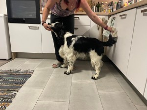 Zayne se chystá na výstavu...