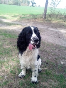 Zarek - ZV I.cena, 152 b.