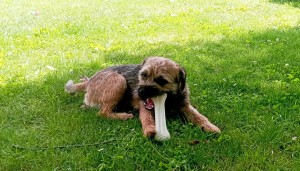 Orin slaví jeden rok