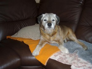 Borek Ostrý lovec- 16,5 roku