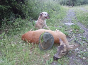 Gira - lovec - perfektní dosled