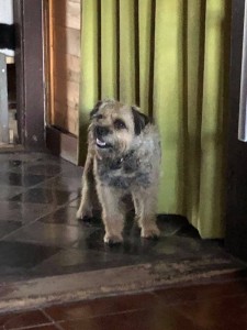 Miuška před trimováním