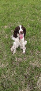 Zoreen je celá máma Werra-Beli.