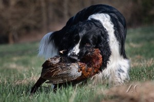 Werron - krásné foto s pernatou zvěří.