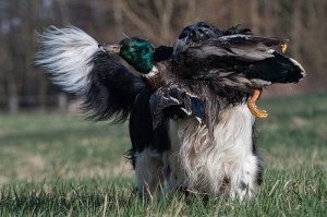 Werron (Robinek) nese kachnu.