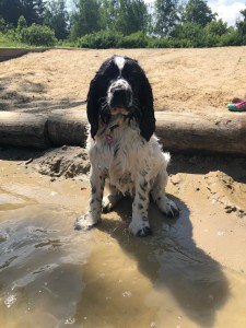 Abigail je naprosto úžasná fenečka. Ničeho se nebojí.