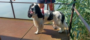 Zuru věrný přítel rodiny.