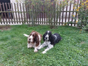 Alvinek (půl roku) s Gastonkem (téměř 13 let)