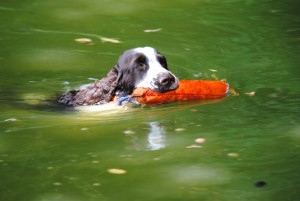 Zari na zkouškách vloh při ochotě na vodu.