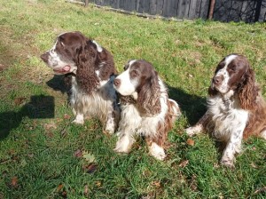 Tři naši starečkové podzim 2021 - Giuliánek, Belinka a Rambulínek