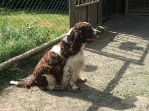 Rambo jedinečný přítel, kamarád všech psů, kamarád štěňat, prostě hodný pes.