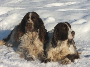 Rambo a Belí se milovali.