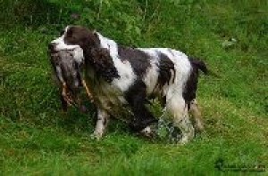 Beli byla špičkový aportér.