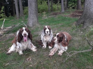 Giulian, Belí a Rambo milovali procházky.