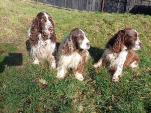 Giulian, Belí a Rambo na zahradě.