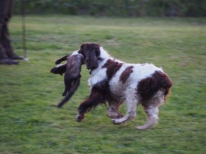 Belí aportuje na srazu kunu.