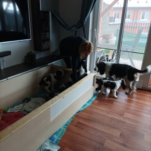 Návštěva v Jindřichově Hradci ve věku štěňat v osmi týdnech.