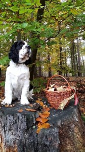 Bolt je vášnivý houbař!