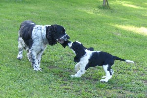 Já ti dám! Barnie.