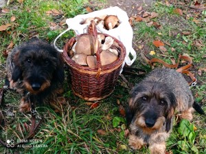 Kluci taky chodili na houby, vždyť jsou to kluci "U Hříbečku"!