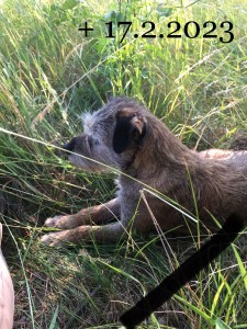 Frixí Ostrý lovec, odešla ve věku 14 let a jeden měsíc. Velký pracant!