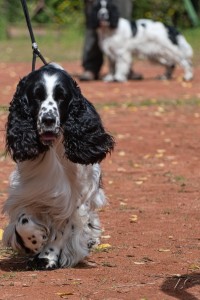 Zaira (Czarcinka) - třída otevřená - výborná 2, r.CAC (foto ze srazu 2023)