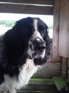 Ostražitý kukuč Zarka na posedu.