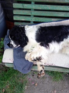 Odpočinek Zarka po ZVVZ na oblíbené lavici.