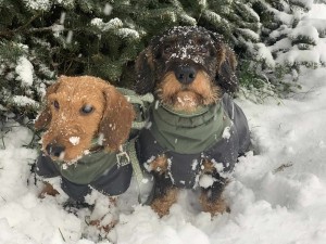Otec štěňátek "U Hříbečku" Puk Mirojan Bohemia a jeho kámoš Večerníček - Venda.