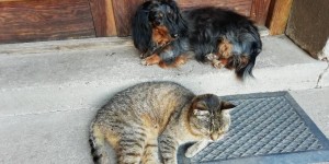 Capík z Větrné paseky se svým kočičím kamarádem.