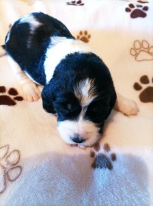 Pejsek č. 1 - CORADO - černobílý s pálením