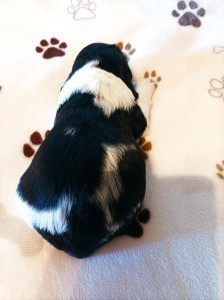 Pejsek č. 1 - CORADO