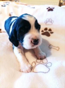 Pejsek č. 2 - CARLOS - černobílý s pálením