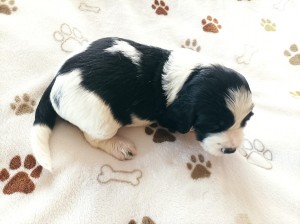 Pejsek č. 2 - CARLOS