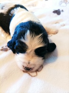 Pejsek č. 3 - CONDOR černobílý s pálením