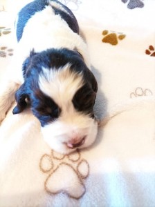 Pejsek č. 4 - CARDINAL - hnědobílý s pálením