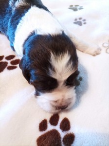 Pejsek č. 5 - CIR hnědobílý