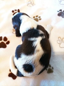 Pejsek č. 5 - CIR hnědobílý