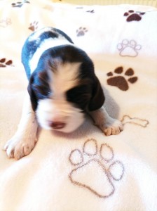 Fenka č. 2 - CANDY hnědobílá (jméno na přání) omlouvám se za horší kvalitu fotky