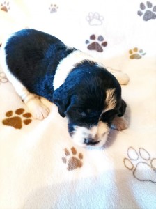 Fenka č. 1 - CASEY černobílá s pálením (jméno na přání)