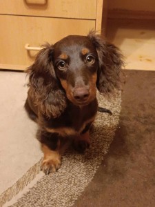 Endyho kukuč je prostě neodolatelný!