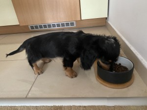 Enzo v novém domově.