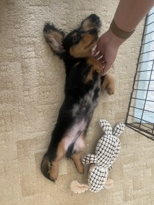 Enzo po příjezdu do nového domova.