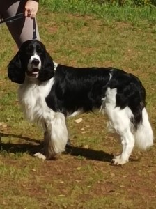 Corado (Baily)